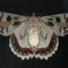 Crypsiphona ocultaria (Red-lined Looper Moth) at Ainslie, ACT - 13 Mar 2024 by jb2602