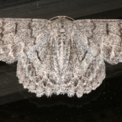 Crypsiphona ocultaria at Ainslie, ACT - 13 Mar 2024