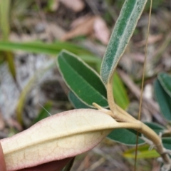 Olearia megalophylla (Large-leaf Daisy-bush) at Kindervale, NSW - 13 Mar 2024 by RobG1