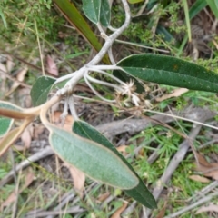 Olearia megalophylla at Tallaganda State Forest - 13 Mar 2024 02:31 PM