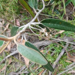 Olearia megalophylla at Tallaganda State Forest - 13 Mar 2024