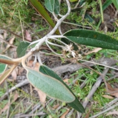 Olearia megalophylla at Tallaganda State Forest - 13 Mar 2024