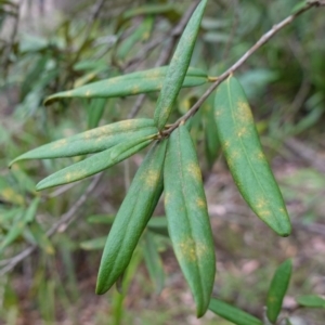 Pittosporum bicolor at QPRC LGA - 13 Mar 2024