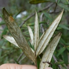 Pittosporum bicolor at QPRC LGA - 13 Mar 2024 02:33 PM