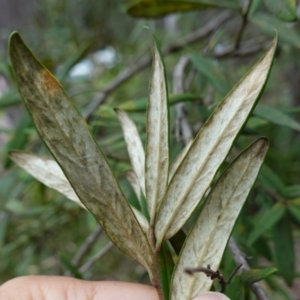 Pittosporum bicolor at QPRC LGA - 13 Mar 2024 02:33 PM