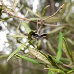 Pittosporum bicolor at QPRC LGA - 13 Mar 2024