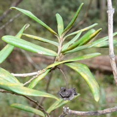 Pittosporum bicolor at QPRC LGA - 13 Mar 2024 02:33 PM