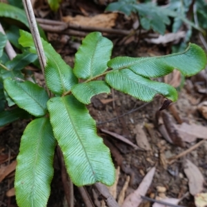 Blechnum wattsii at Tallaganda State Forest - 13 Mar 2024