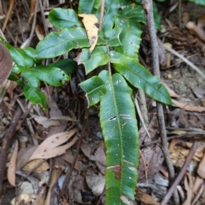 Blechnum wattsii at Tallaganda State Forest - 13 Mar 2024