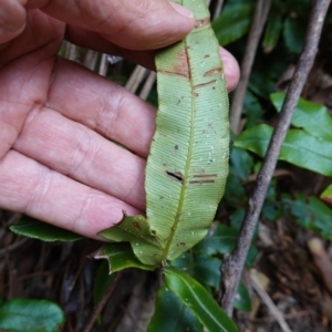 Blechnum wattsii at Tallaganda State Forest - 13 Mar 2024 02:47 PM