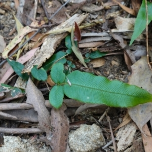 Blechnum wattsii at Tallaganda State Forest - 13 Mar 2024