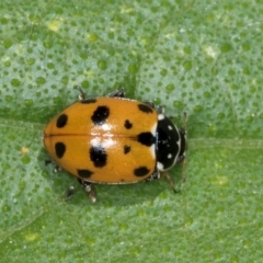 Hippodamia variegata (Spotted Amber Ladybird) at Melba, ACT - 4 Mar 2024 by kasiaaus