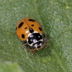 Hippodamia variegata at Melba, ACT - 4 Mar 2024