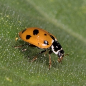 Hippodamia variegata at Melba, ACT - 4 Mar 2024 11:52 AM