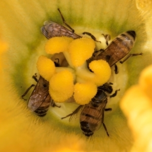 Apis mellifera at Melba, ACT - 4 Mar 2024 11:54 AM