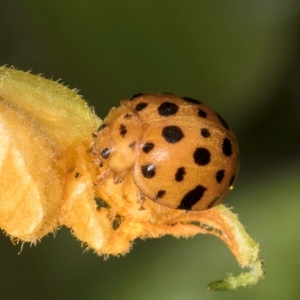 Epilachna sumbana at Melba, ACT - 4 Mar 2024 11:55 AM