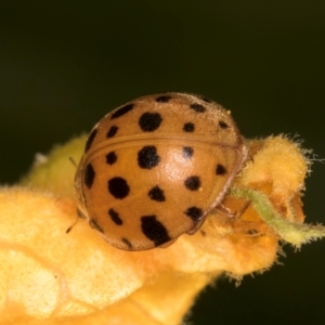 Epilachna sumbana at Melba, ACT - 4 Mar 2024 11:55 AM