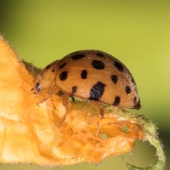 Epilachna sumbana at Melba, ACT - 4 Mar 2024 11:55 AM