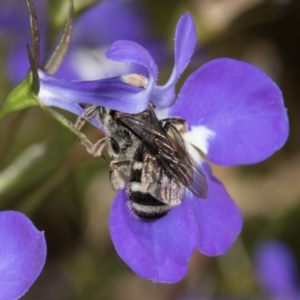 Lasioglossum (Chilalictus) sp. (genus & subgenus) at Melba, ACT - 4 Mar 2024 11:59 AM