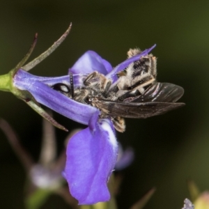 Lasioglossum (Chilalictus) sp. (genus & subgenus) at Melba, ACT - 4 Mar 2024 11:59 AM