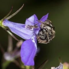 Lasioglossum (Chilalictus) sp. (genus & subgenus) at Melba, ACT - 4 Mar 2024 11:59 AM