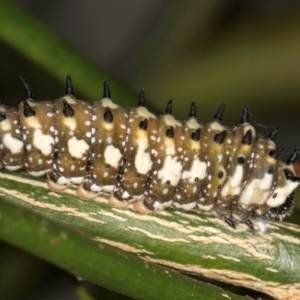 Papilio anactus at Evatt, ACT - 4 Mar 2024