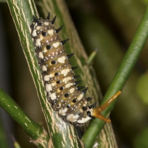 Papilio anactus at Evatt, ACT - 4 Mar 2024