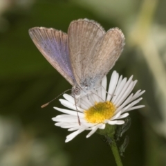 Zizina otis (Common Grass-Blue) at Melba, ACT - 4 Mar 2024 by kasiaaus