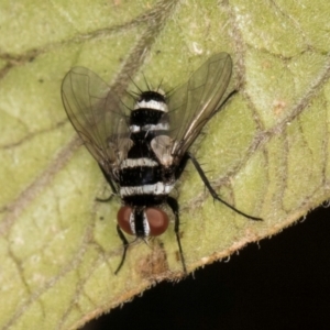 Trigonospila sp. (genus) at Melba, ACT - 8 Mar 2024