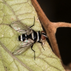 Trigonospila sp. (genus) at Melba, ACT - 8 Mar 2024