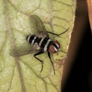 Trigonospila sp. (genus) at Melba, ACT - 8 Mar 2024