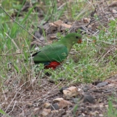 Alisterus scapularis (Australian King-Parrot) at Braemar, NSW - 20 Jan 2024 by JanHartog