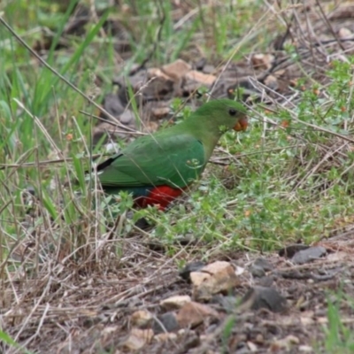 Alisterus scapularis (Australian King-Parrot) at Braemar, NSW - 20 Jan 2024 by JanHartog