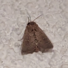 Leucania uda (A Noctuid moth) at Watson, ACT - 15 Mar 2024 by AniseStar
