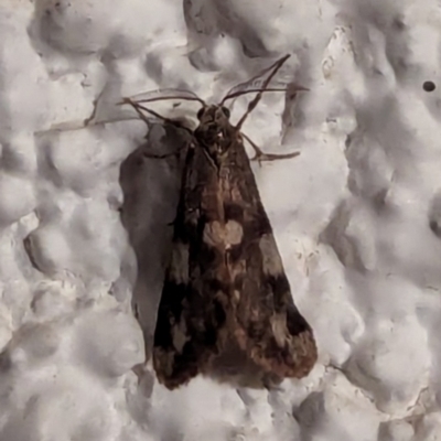 Anestia (genus) (A tiger moth) at Watson, ACT - 15 Mar 2024 by AniseStar