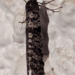 Lepidoscia (genus) ADULT at Watson, ACT - 15 Mar 2024