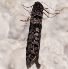 Lepidoscia (genus) ADULT at Watson, ACT - 15 Mar 2024