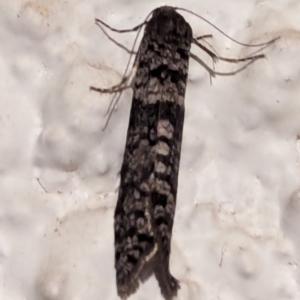 Lepidoscia (genus) ADULT at Watson, ACT - 15 Mar 2024