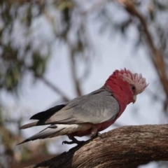 Eolophus roseicapilla (Galah) at Watson, ACT - 15 Mar 2024 by AniseStar