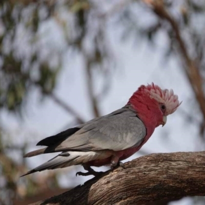 Eolophus roseicapilla (Galah) at Watson, ACT - 16 Mar 2024 by AniseStar