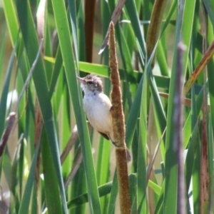 Acrocephalus australis at Bowral - 22 Dec 2023