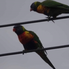 Trichoglossus moluccanus (Rainbow Lorikeet) at Watson, ACT - 16 Mar 2024 by AniseStar