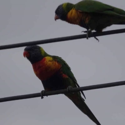 Trichoglossus moluccanus (Rainbow Lorikeet) at Watson, ACT - 15 Mar 2024 by AniseStar