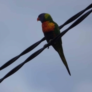 Trichoglossus moluccanus at Watson Green Space - 16 Mar 2024 07:31 AM