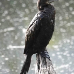 Phalacrocorax sulcirostris (Little Black Cormorant) at Watson, ACT - 16 Mar 2024 by AniseStar