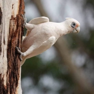 Cacatua sanguinea at Watson Green Space - 16 Mar 2024 07:35 AM