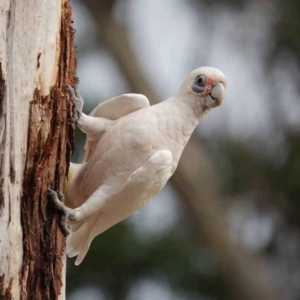 Cacatua sanguinea at Watson Green Space - 16 Mar 2024 07:35 AM