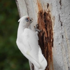 Cacatua sanguinea at Watson Green Space - 16 Mar 2024 07:35 AM