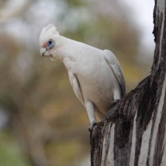 Cacatua sanguinea at Watson Green Space - 16 Mar 2024 07:35 AM