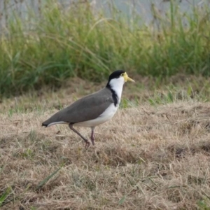 Vanellus miles at Watson Green Space - 16 Mar 2024